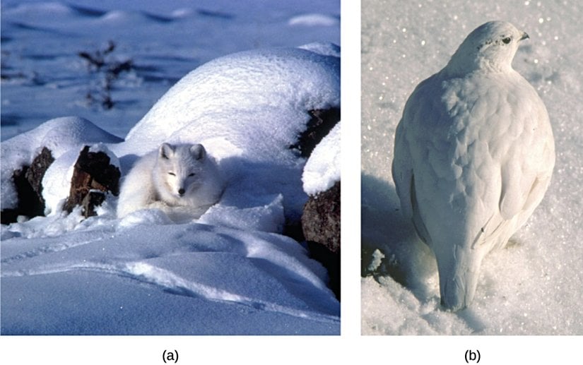 Kutup tilkisinin (a) beyaz kürkü ve kar tavuğunun (b) beyaz tüyleri, bu iki türün çevrelerine gösterdiği adaptasyonlardır.
