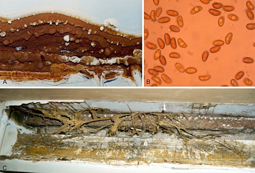 Serpula lacrymans'in A) bitkilerdeki meyve gövdesi ile analog benzerlik gösterir ve temelde çok sayıda üreme organı barındırır. B) Sporları C) Rizomorf yapısı