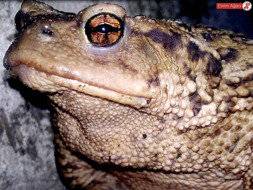 Siğilli kurbağa (Bufo bufo) erişkin bireyinde ki yatay göz bebeği (pupilla) ve bakır kırmızısı iris dikkat çekiyor. Gözün arkasında bulunan şişkin bölgede ki parotid bezi ve derisindeki siğil benzeri deri kabartıları belirgin bir şekilde görülüyor.