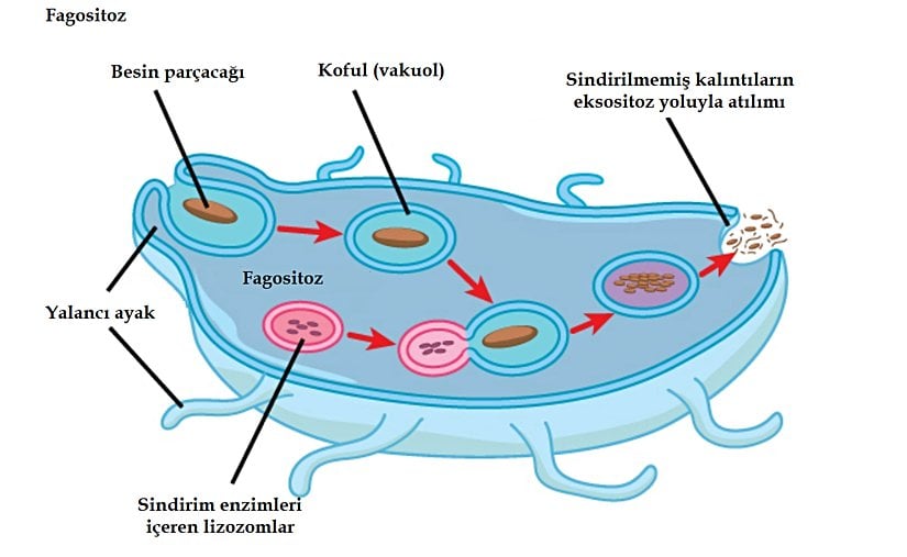 Fagositozun aşamaları; bir gıda parçasının yutulması, bir lizozom içinde bulunan hidrolitik enzimler kullanılarak parçanın sindirilmesi ve sindirilmemiş materyalin hücreden dışarı atılması.