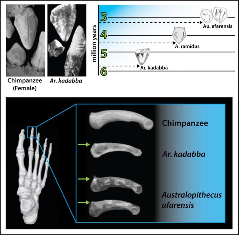 Şekil 4: Üstteki görüntü: Ar. kadabba’ya ait bir üst köpek dişi.  Üst sol görüntü: Bir Ar. kadabba’nın üst köpek dişinin bir dişi şempanzenin üst köpek dişleri ile kıyaslanması. Büyük ve üç köşeli dişler görülebiliyor. Üst sağ görüntü: Ar. kadabba’nın üst köpek dişi ile Ar. ramidus ve Au. afarensis’in köpek dişlerinin kıyaslaması. Ar. kadabba’nın sahip olduğu üç köşeli diş yapısı Au. afarensis’e gelene kadar kesici dişe doğru bir değişim göstermiştir. Alt görüntü: Ar. kadabba’nın ayak yapısına ait olan kemiklerin şempanze ve Au. afarensis’in kemikleri ile kıyaslaması. Ar. kadabba ve Au. afarensis’in sahip olduğu yatay yapılı ayak parmak uçları modern insanın sahip olduğu yapıya, modern maymunlara kıyasla, daha çok benziyor.