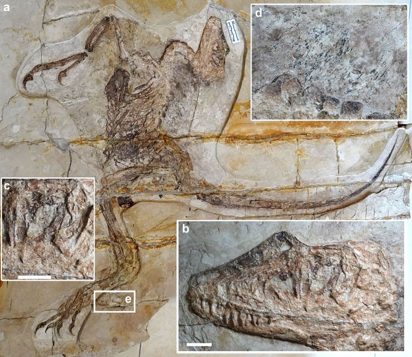 Daurlong wangi türünün holotipi (a), tüm iskelet. (b), kafatası. (c), göz çukuru. (d), torasik vertebra ile ilişkili tüy kalıntıları. (e), kurbağa veya yakın akrabalarına ait bir amfibi iskeleti. Ölçek çubukları: 20 mm (b), 10 mm (c).