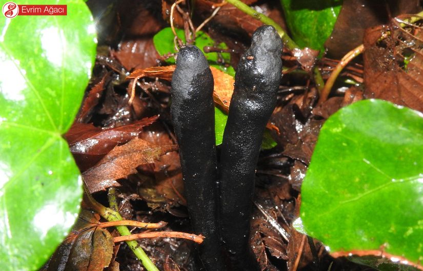 Samsun'dan ölü adam parmağı (Xylaria longipes) gözlem kaydı.