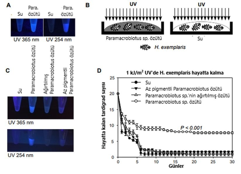 A) Paramacrobiotus sp. özütünün ve suyun farklı dalga boyutlarındaki ışımaları, B) Paramacrobiotus sp. özütü ile kaplanmış UV hassasiyeti bulunan H. exemplaris ve su ile kaplanmış H. exemplaris, C) Su, Paramacrobiotus sp. özütü, ağırtılmış Paramacrobiotus sp. özütü ve az pigmentli Paramacrobiotus sp. özütünün farklı dalga boylarındaki ışımaları D) Farklı özütler ile kaplanan H. exemplaris'in 1 kJ/m²'de hayatta kalma oranları