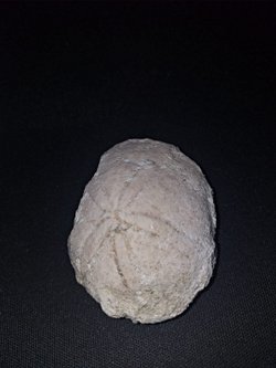 Geçenlerde kırklarelinde bir mağaranın yakınlarında yürürken bir taş buldum deniz yıldızı fosiline benzettim ancak ne olduğu hakkında bir fikrim yok bilgilendirir misiniz?