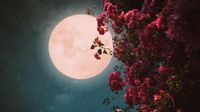 Luna de las flores 2025: cuándo y desde dónde ver la luna llena de mayo en España