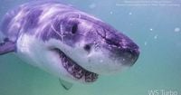 Sharks Move North