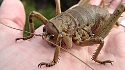 Tropik Bölgeler ve Ekvatordaki Böcekler Daha mı Büyükler?