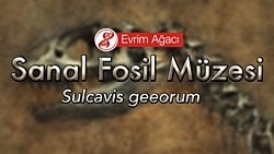 Sulcavis geeorum (Dişli Kuş)