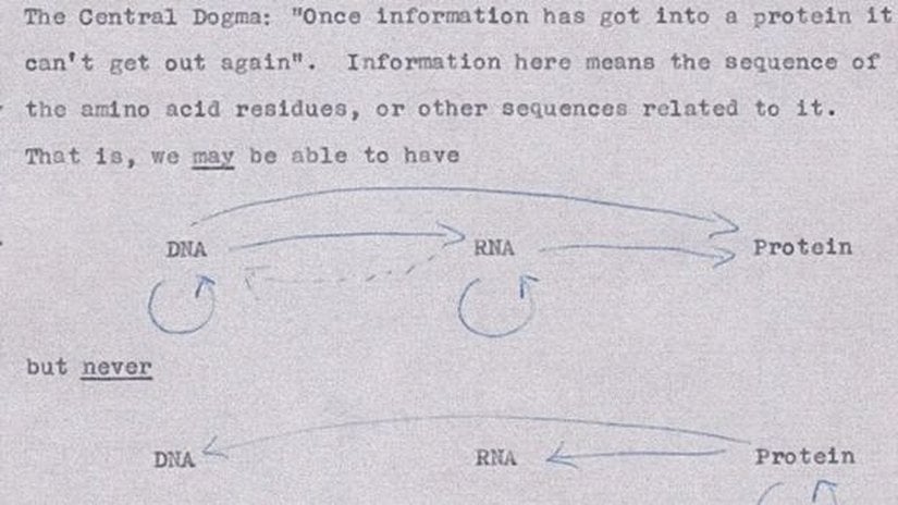 Merkezi Dogma: "Bilgi bir kez bir proteine girdiğinde, bir daha geri çıkamaz." Burada bilgi; amino asit kalıntılarının dizilimi veya onunla bağlantılı diğer dizilimler demektir.