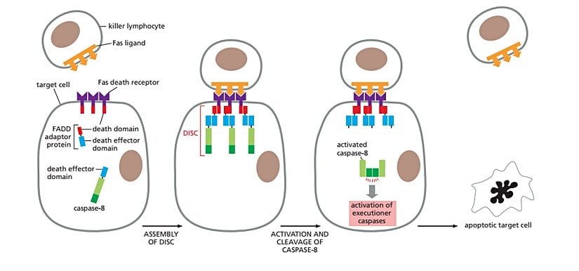 Fas Ölüm Ligandı tarafından indüklenen apoptoz yolu görülmektedir. Fas ile uyarılma sonucu FADD domaini DISC adı verilen apoptoz kompleksinin oluşmasına aracılık eder.