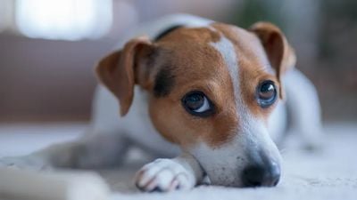 Yavru Köpek Bakışları, İnsanlar İçin Evrimleşmemiş Olabilir!