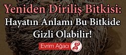 Yeniden Diriliş Bitkisi: Hayatın Anlamı Bu Bitkide Gizli Olabilir!