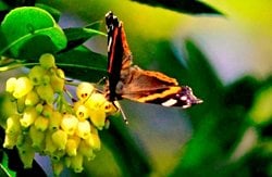 Kelebeklerin Dünyası