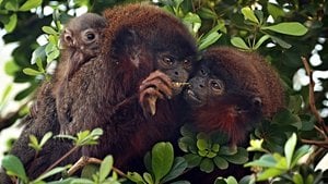 İnsanlarda Tek Eşlilik Nasıl Evrimleşti ve Bu Kadar Yaygınlaştı?