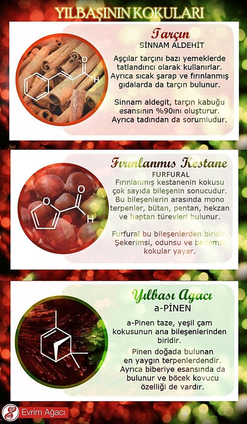 Yılbaşı, ya da "yeni yıl kutlamaları", birçokları için "güzel kokular" ile de eş anlamlıdır; çünkü bu geleneğin içerisinde güzel kokular saçan birçok unsur vardır: salep, çam ağacı, fırında kestane gibi... Elbette, tüm bu kokuların kimyasal bir de temeli vardır. Bunların bir kısmı çok az sayıda bileşenden ve hatta kimi zaman tek bir bileşenden oluşan kokular olsa da, yılbaşıyla ilişkilendirdiğimiz kokuların önemli bir çoğunluğu yapısında birden fazla bileşen bulunduran kokulardır. Bu görselde, onlardan 3 tanesine yer vermeye çalıştık.