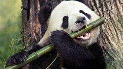 Alışılmadık Beslenme Davranışları