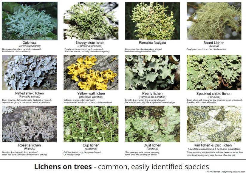 Common Lichens on Trees