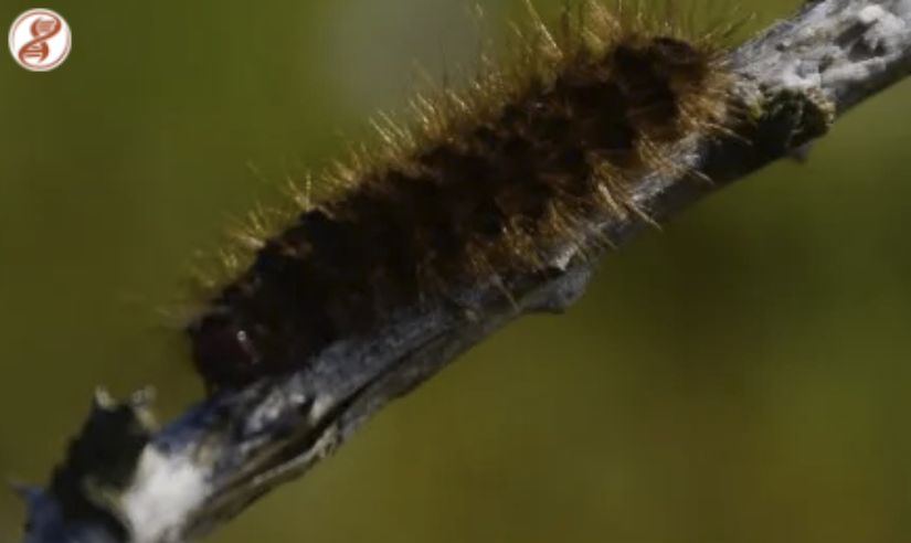 Larva (tırtıl) hali, Zonguldak.