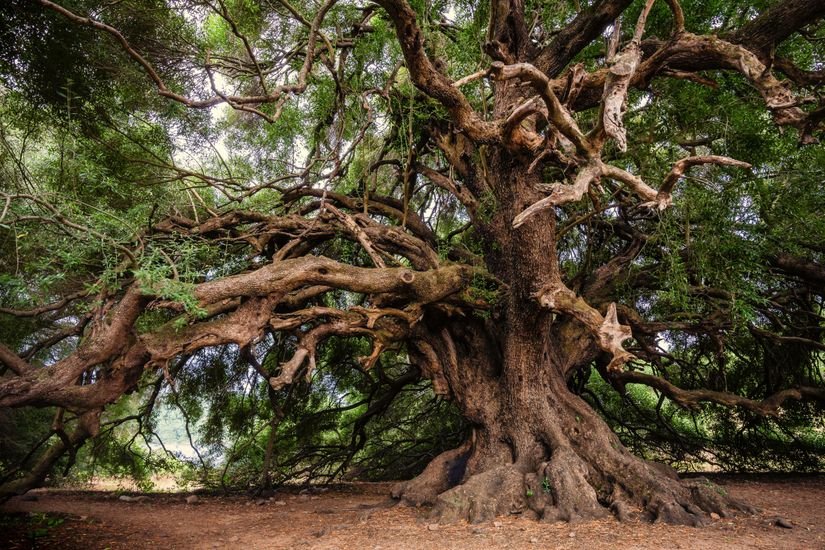 Zeytin ağaçları 1000 yıla kadar yaşayabilmektedir.