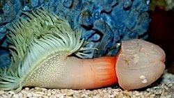 Hatalı Bir Şekilde "Penis Canlısı" Olarak Tanıtılan Anemonlar...