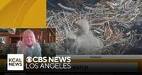 Friends of Big Bear Valley executive director discusses the loss of one of the eaglets