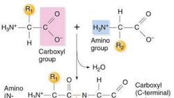 Protein bilimi 101