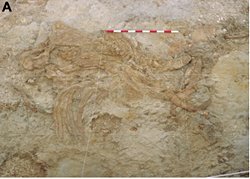 Orce'deki Antik Fil Mezarlığının Bataklık Tuzağı Olduğu Ortaya Çıktı!