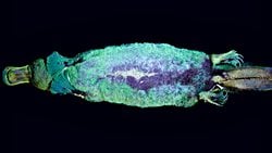 Ornitorenklerin İlginçliklerine Bir Yenisi Daha Eklendi: Platypus, Mor Ötesi Işık Altında Parlıyor!
