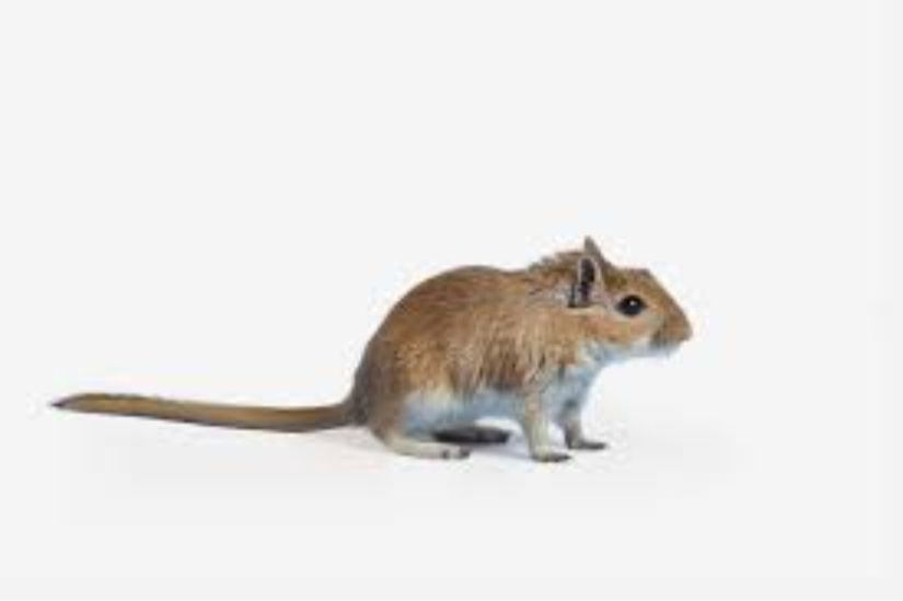 Kum faresi ( Meriones unguiculatus )