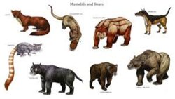 Nesli Tükenen Hayvanlar