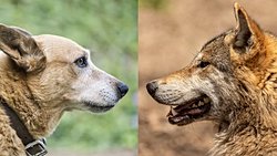 Hayvanlarda Evcilleştirme Sendromu Nedir? Evcilleşen Hayvanlar Nasıl Değişimler Geçirir?