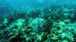 Probiyotikler Mercan Resiflerinin İyileşmesine Yardımcı Olabilir!