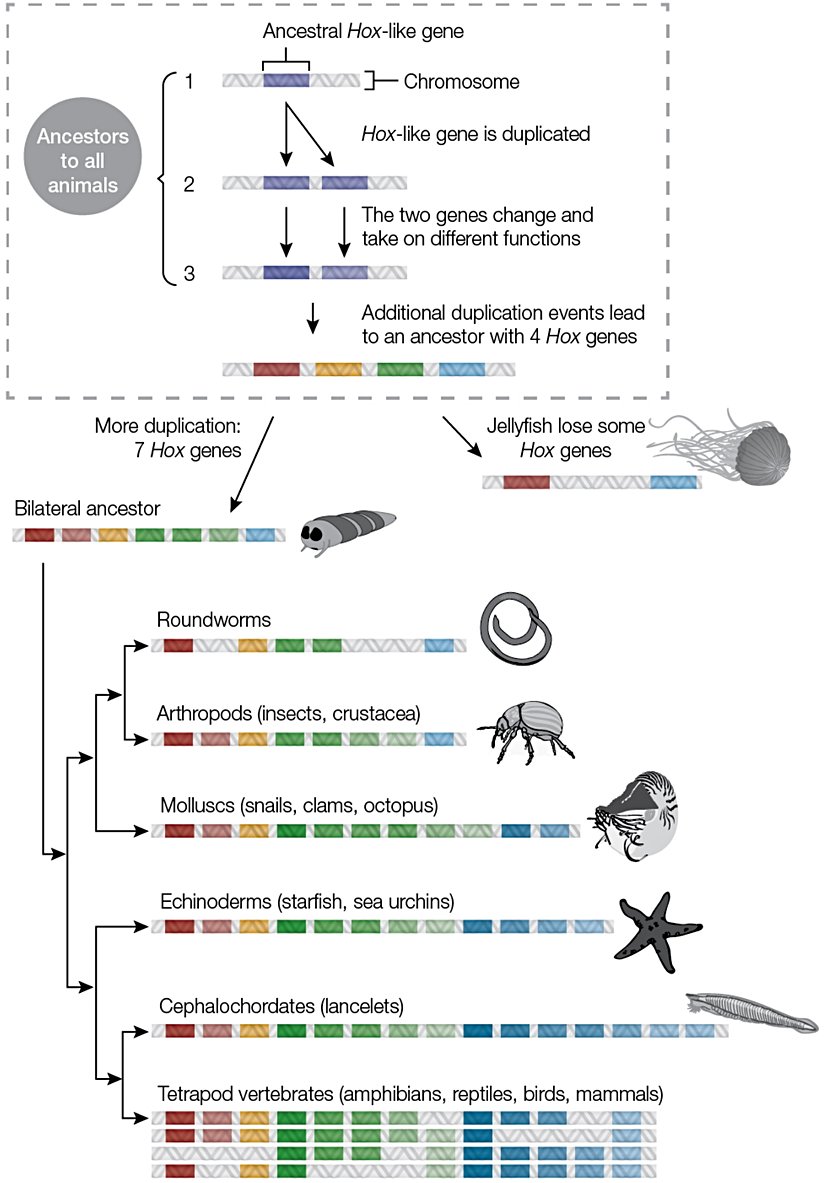 Diğer genler gibi, HOX genleri de yakın akraba türlerde daha çok benzer ve daha uzak akraba türlerde daha az benzerdir. Bilim insanları, dizi benzerliğini karşılaştırarak, evrimsel tarihte belirli çoğaltma olaylarının ne zaman gerçekleştiğini ve yol boyunca bazı HOX genlerinin nerede kaybolduğunu belirleyebilirler (her grupta bireysel türlerde ek kazançlar ve kayıplar meydana geldi).