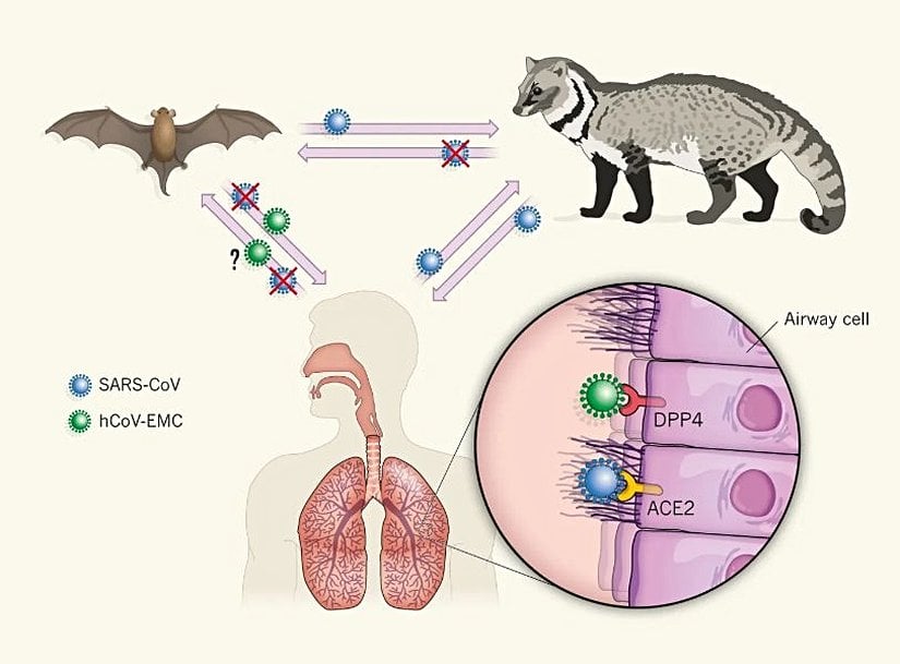 2002'deki SARS salgını, yarasaların koronavirüs ile enfekte ettiği bir memeli olan misk ile insanın temasıyla başlamıştı.
