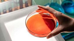 Demir soluyan mikropların kükürt döngüsünde bir rolü olabilir.