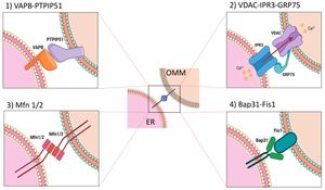 New Research Reveals Role Of MERC Dynamics In Lipid Transfer