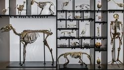 Evrim Mi Gerçek Yoksa Mitler Mi?