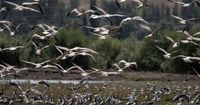Ominous warning issued as birds suddenly develop 'unsettling' behaviour