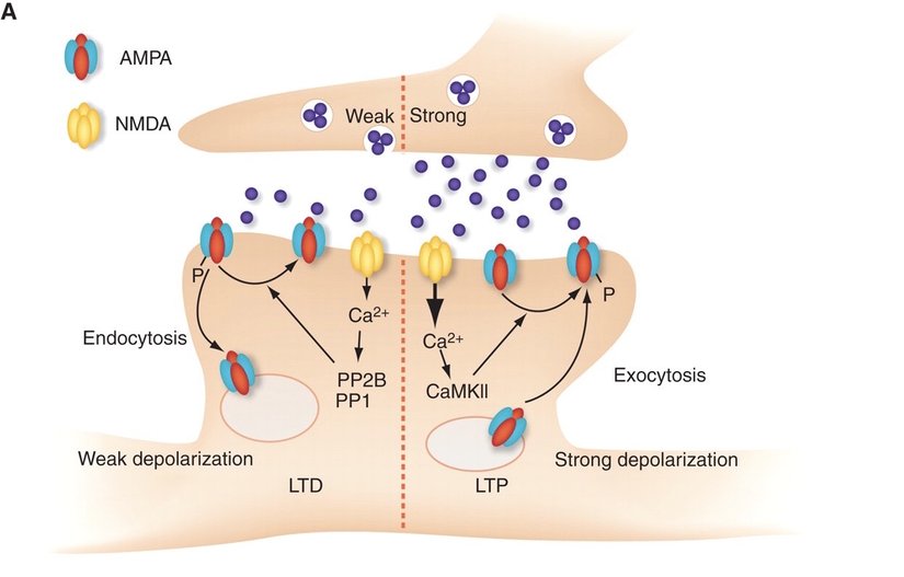 Sinapslar aktivite-bağımlı olarak çift-yönlü düzenlenebilir. Solda transmisyonun zayıflatılması (Long-term depression), sağda ise güçlendirilmesi (Long-term potentiation) şematize edilmiştir.