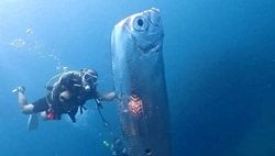 Kürek balıkları felaket öncesinde neden deniz yüzeyine çıkarlar?