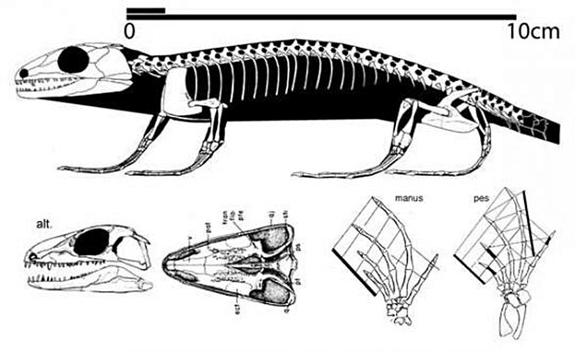 Paleothyris (İskelet, Çizim)
