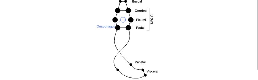 Gastropodlarda sinir sistemi