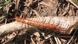 Çok bacaklılar (Myriapoda)