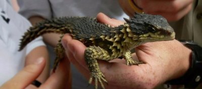 Dev Kemerli Kertenkele