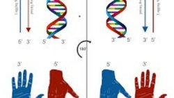 Canlı yapılanmasında  neden daima sol -elli(left-handed) aminoasitler kullanılmakta?