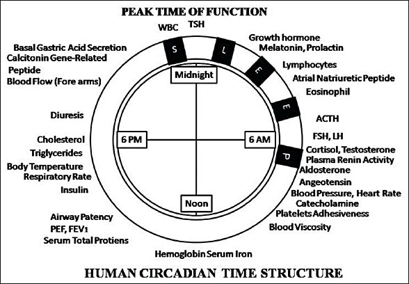 Vücudumuzdaki kimyasalların sirkadyen ritme göre ayarlanması