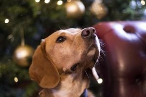 Dogs Trust Ballymena Urges Adoption Of Older Dogs