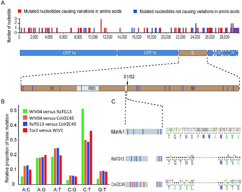 İlgili gen bölgesini gösteren bir görsel
