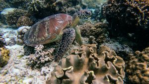 Dubai Unveils Ambitious Coral Reef Restoration Project